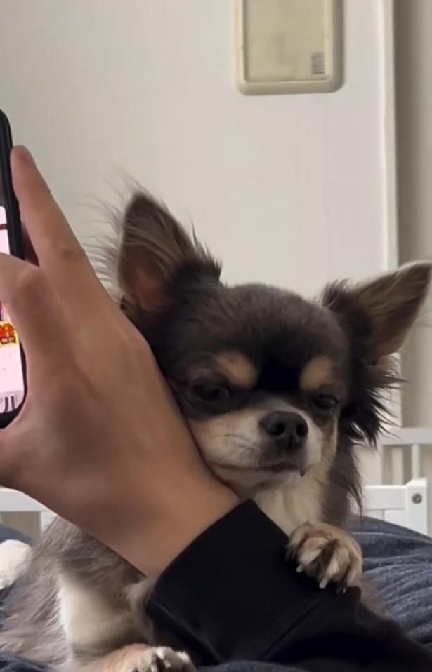 腕に顔をくっつけ、おやつが足りないアピール▶スマホに釘付けの飼い主さんを…（⇒次へ）