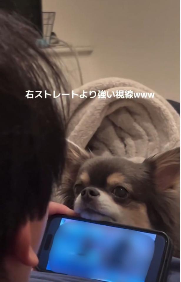 相手にされない…▶飼い主さんvsチワワの行方は…！？（⇒次へ）