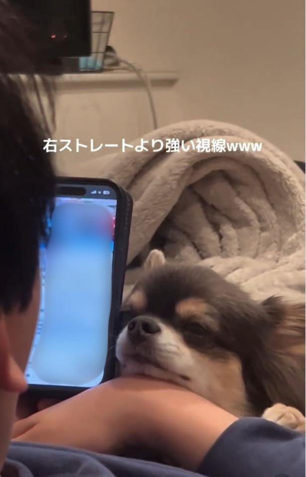 眠くなってしまったチワワ▶（次画像から動物が大の苦手だったけど…。少しずつ距離が縮まっていく可愛すぎるトイプー漫画『うちのトイプーがアイドルすぎる。』が読めます）
