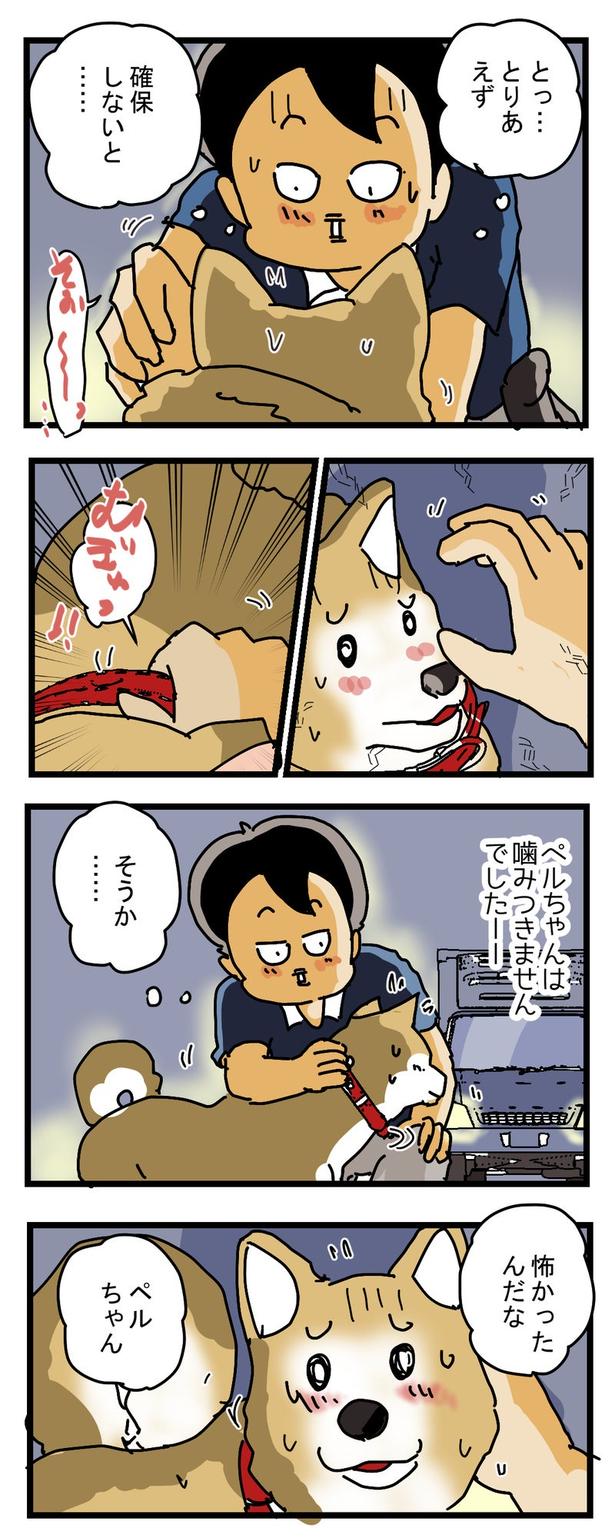 かみつきペルちゃん3 画像提供：(C)ゆきたこーすけ(@kosukeyukita)　