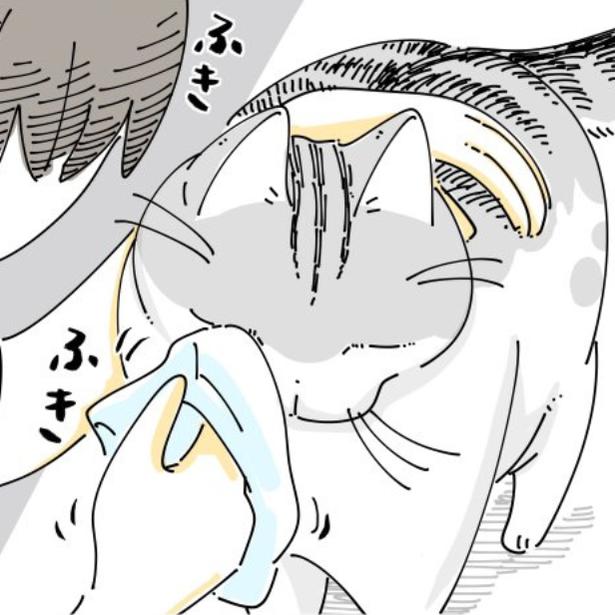 飼い主に目やにを取ってもらう猫