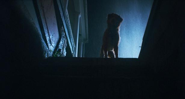 レトリバー犬のインディの熱演が称えられた『GOOD BOY／グッド・ボーイ』