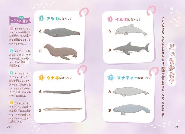 イルカとサメ、どっちがどっち？見分け方まで学べる
