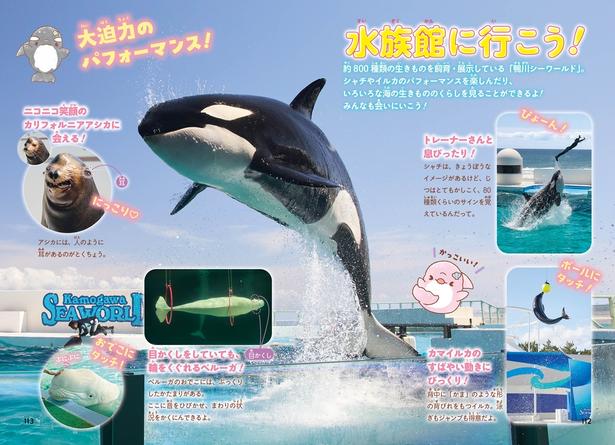 巻末は鴨川シーワールドの見どころページ。シャチのジャンプは大迫力！