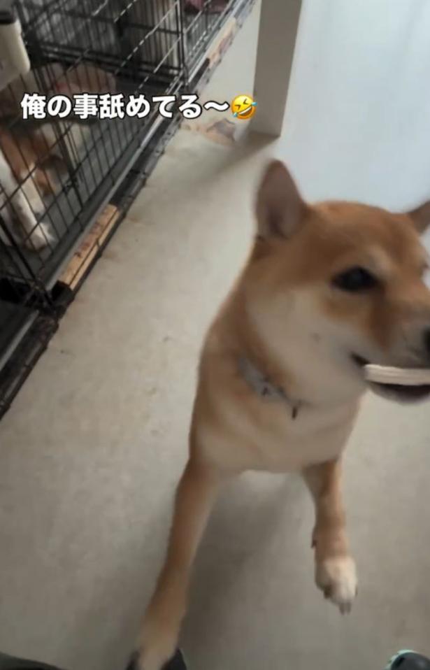 柴犬が見せた、まさかの「お手」（⇒次へ）