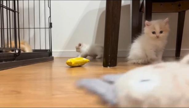 ガサガサ鳴るおもちゃの登場▶子猫たちの反応は…？（⇒次へ）