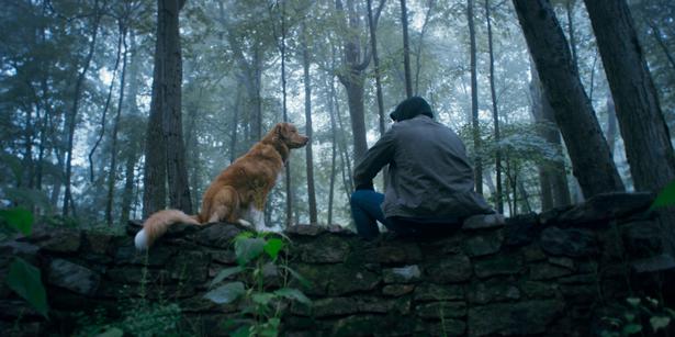 【写真を見る】“邪悪ななにか”から飼い主を守るため、インディは人知れぬ戦いに身を投じていく