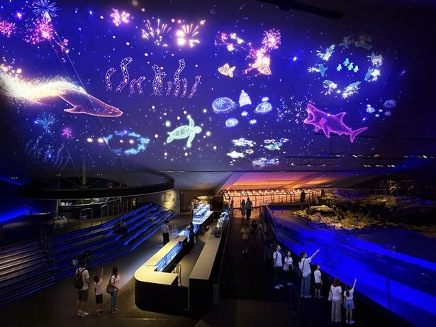「すみすい花火2026」ペンギンプールの天井いっぱいに広がる夜の花火演出(イメージ)