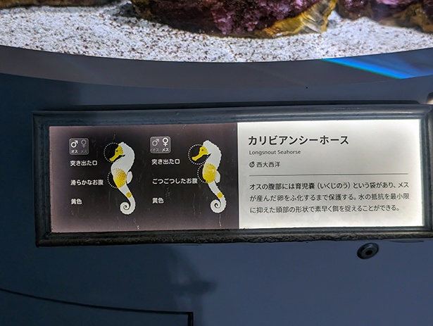 イラストの魚名板。タツノオトシゴの子育てなど興味深い生態も紹介されている