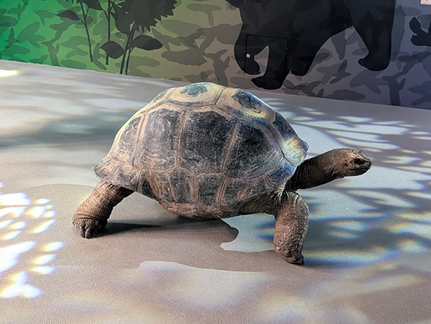 エリア内を自由に歩き回るアルダブラゾウガメ