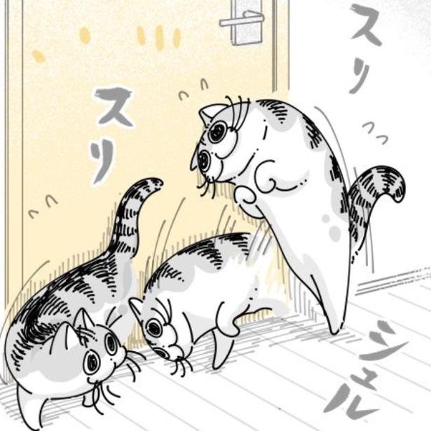 ドアにスリスリする猫