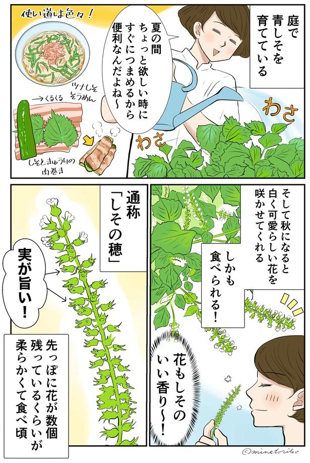 庭で青しそを育てている （C）峯鳥子