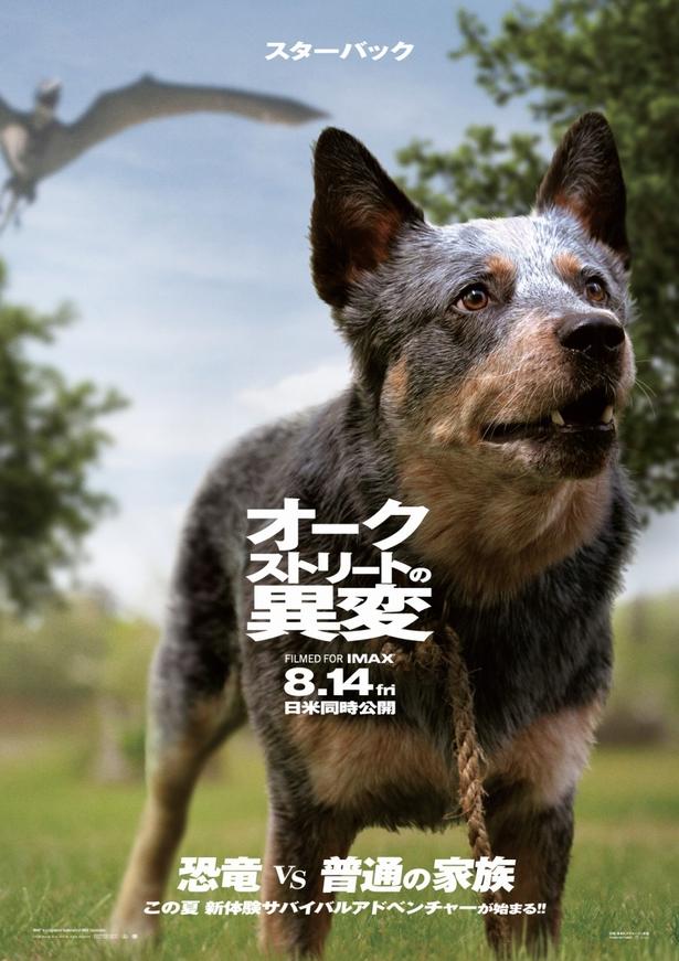 犬のスターバックも4人とともにサバイバル!?