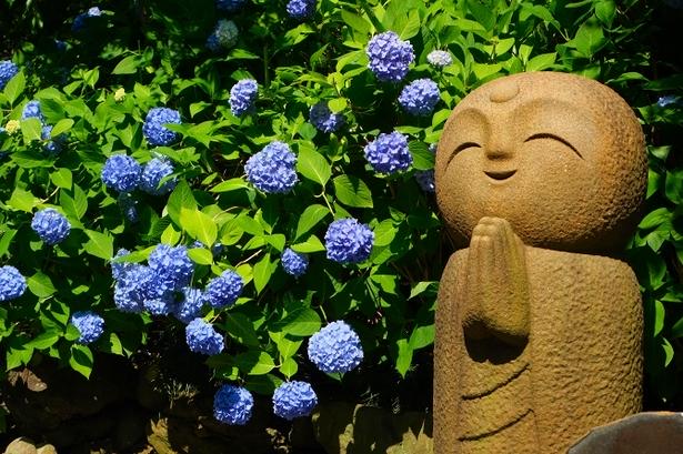 約2000株のあじさいが境内を一面青色に