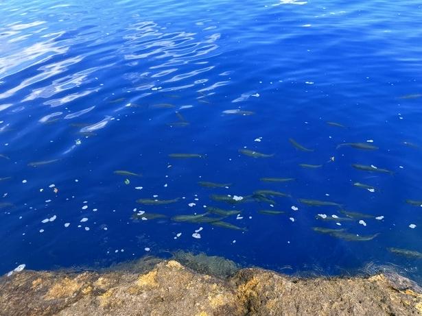 淡水魚「ウグイ」が元気に泳いでいる