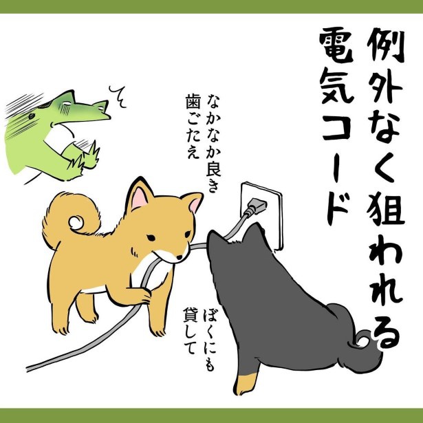 紐状のものが大好きなのも似ている! ユウコトリトリ(@yuko_toritori)