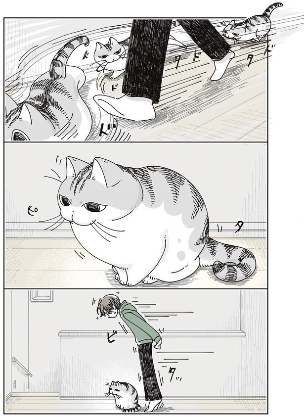 ピタッ （C）キュルZ／KADOKAWA
