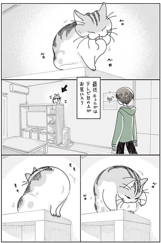 テレビ台の上がお気に入り （C）キュルZ／KADOKAWA