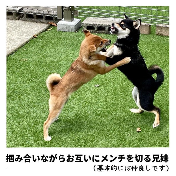 犬の兄妹バトルの実写！右のお兄ちゃんは怖い顔をしているが、基本的にいつも妹が優勢！