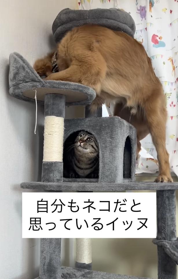 上を気にする猫ちゃん（⇒次へ） tokiandpekoさんのInstagramより