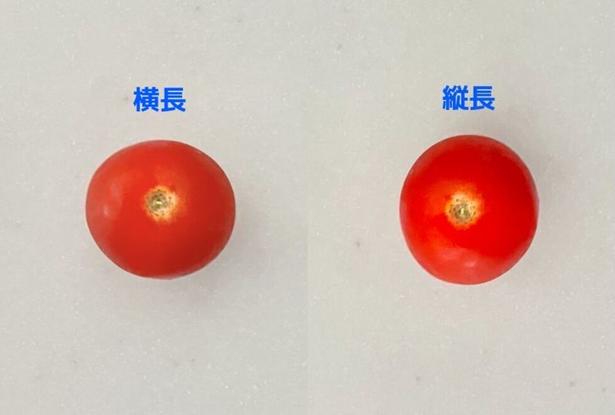 よく見ると正円じゃない！（▶次へ） 撮影／さわ子