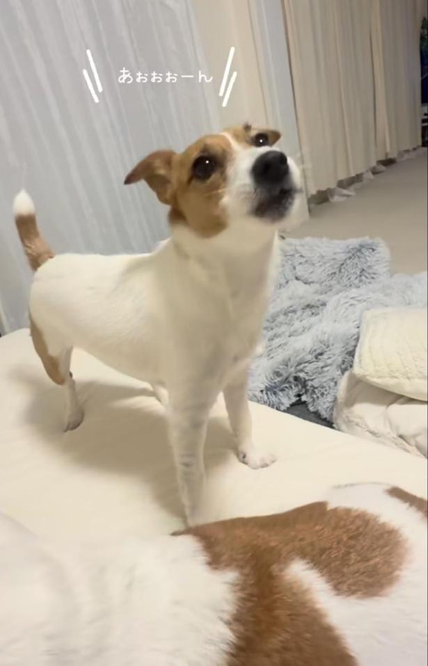 家の中をキレイにしてくれるワンちゃん！？（⇒次へ）