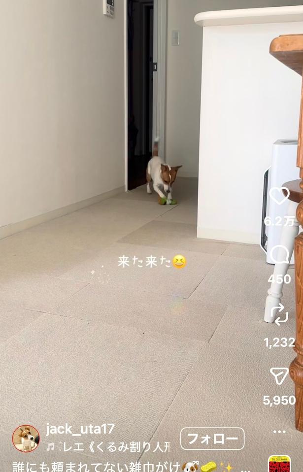 特技を披露する「うたちゃん」（⇒次へ）