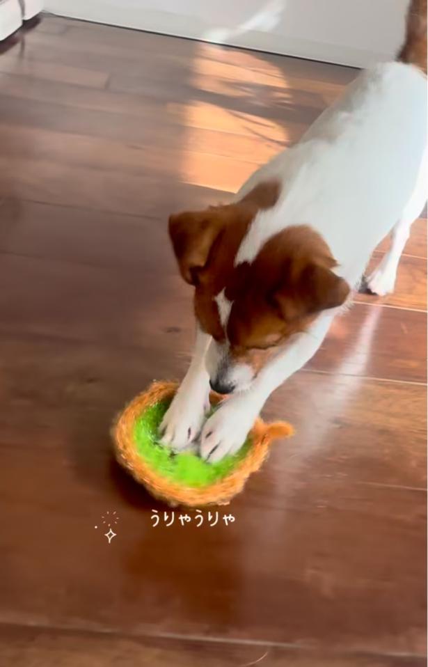 木の床をゴシゴシ▶どんな道具だって使いこなす（⇒次へ）