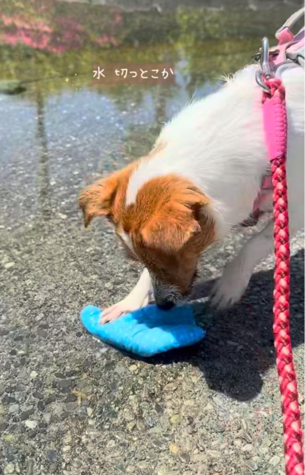水切りまで手を抜きません▶（次画像からマイペースな柴犬のコミックエッセイ『柴犬ぽんちゃん、今日もわが道を行く』が読めます）