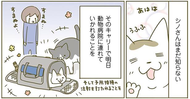 シノさんはまだ知らない （C）卵山玉子／KADOKAWA