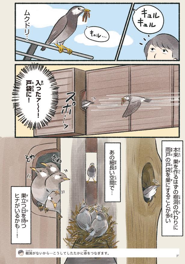 ムクドリ… （C）piro piro piccolo／KADOKAWA