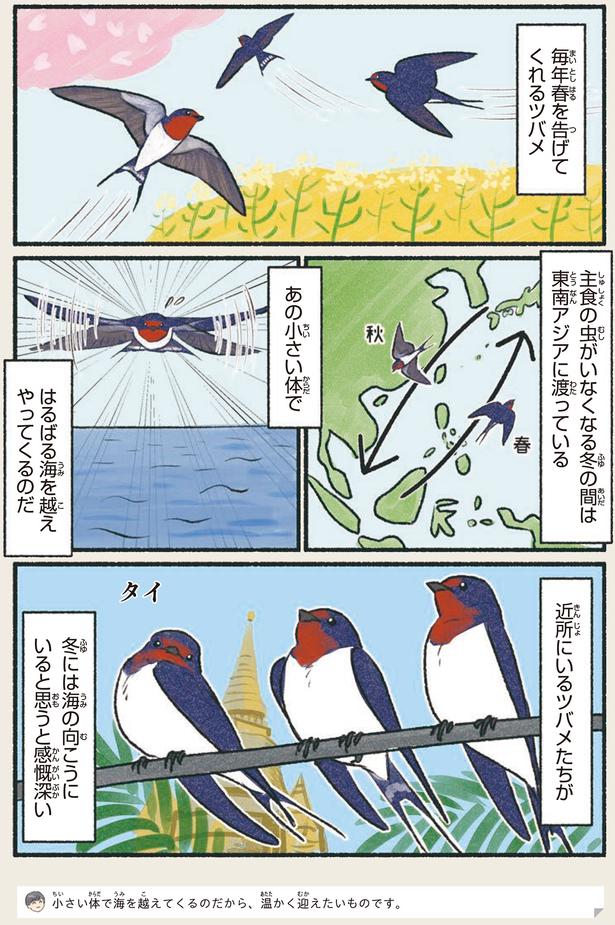 毎年春を告げてくれるツバメ （C）piro piro piccolo／KADOKAWA