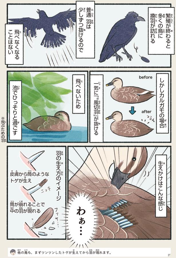 わぁ… （C）piro piro piccolo／KADOKAWA