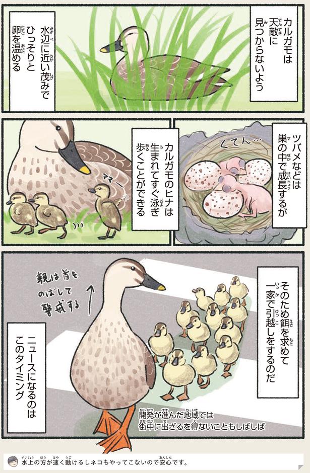 ニュースになるのはこのタイミング （C）piro piro piccolo／KADOKAWA