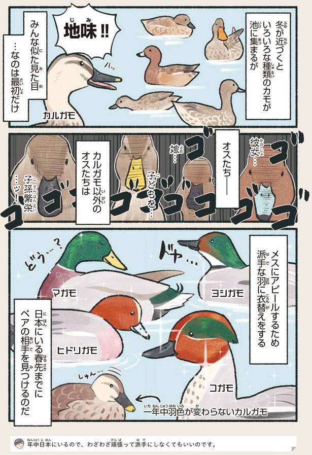 地味！！ （C）piro piro piccolo／KADOKAWA