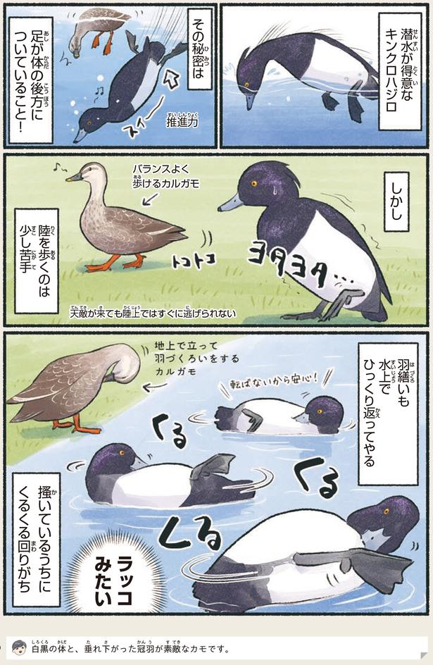 ラッコみたい （C）piro piro piccolo／KADOKAWA