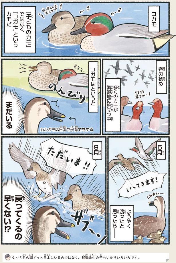 戻ってくるの早くない！？ （C）piro piro piccolo／KADOKAWA