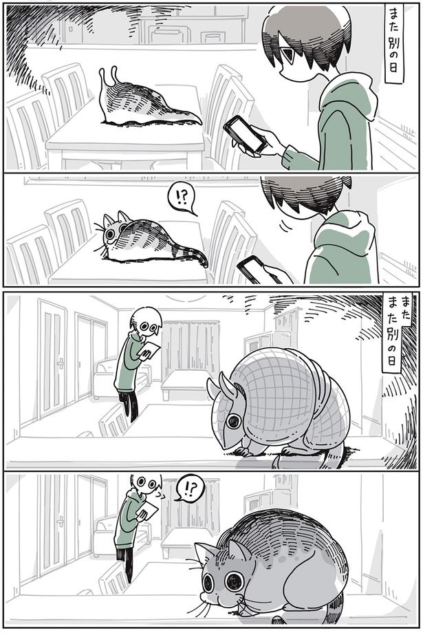 ナメ…アルマジロ…？ （C）キュルZ／KADOKAWA