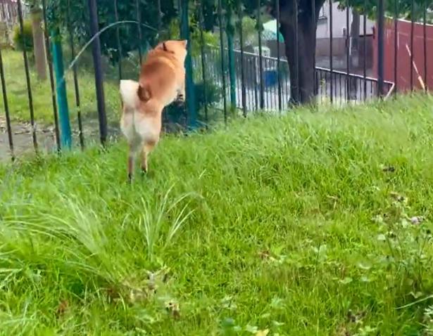 うれしくてたまらない気持ちが伝わってきます▶︎全世界を熱狂させた！？ 柴犬勇者むぎまる@shibayuushaさんのXより