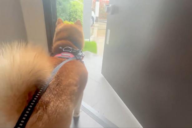 すでに後ろ姿から伝わるものがありますね▶︎テンション降下中（⇒次へ） 柴犬勇者むぎまる@shibayuushaさんのXより