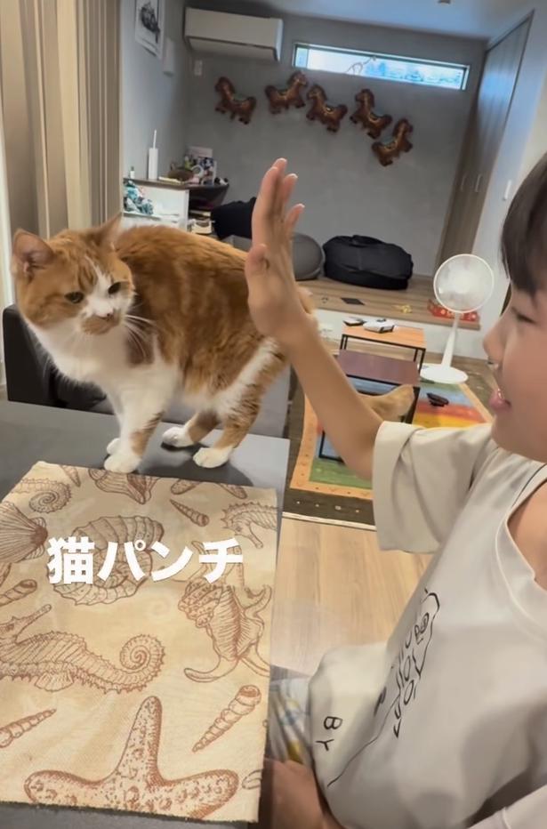 猫パンチ!▶娘さんの右手に…(⇒次へ) yukinko5963さんのInstagramより