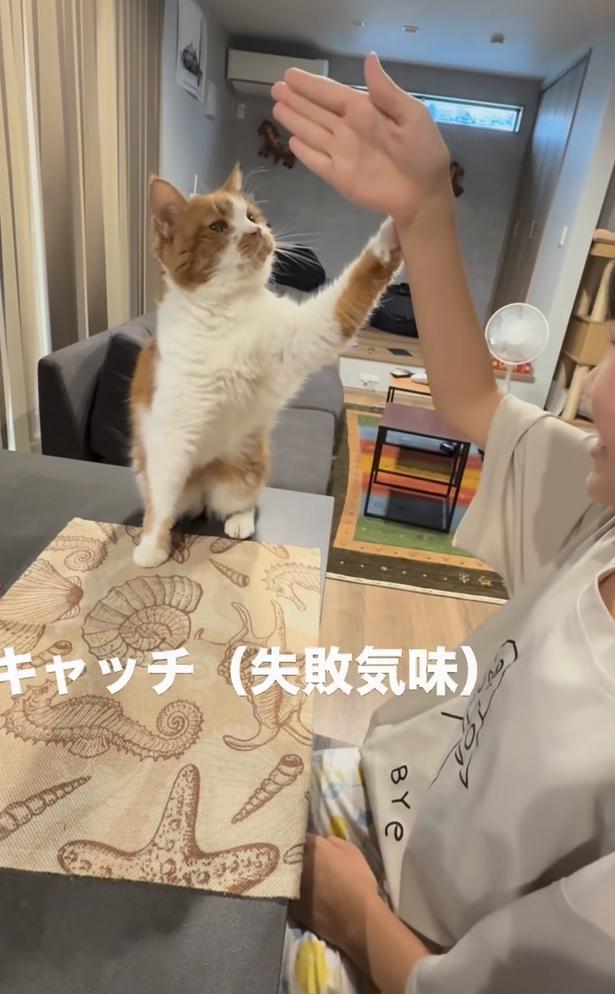 猫キャッチ！▶娘さんの手を…（⇒次へ） yukinko5963さんのInstagramより