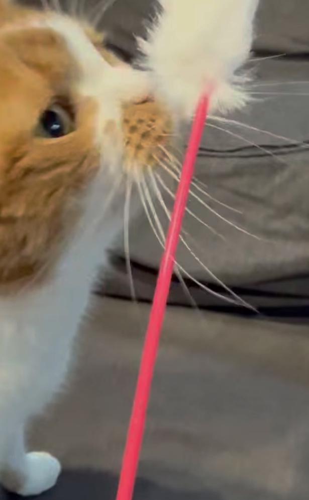 シンプルな猫じゃらしが好き▶猫じゃらしを見つけると…（⇒次へ） yukinko5963さんのInstagramより