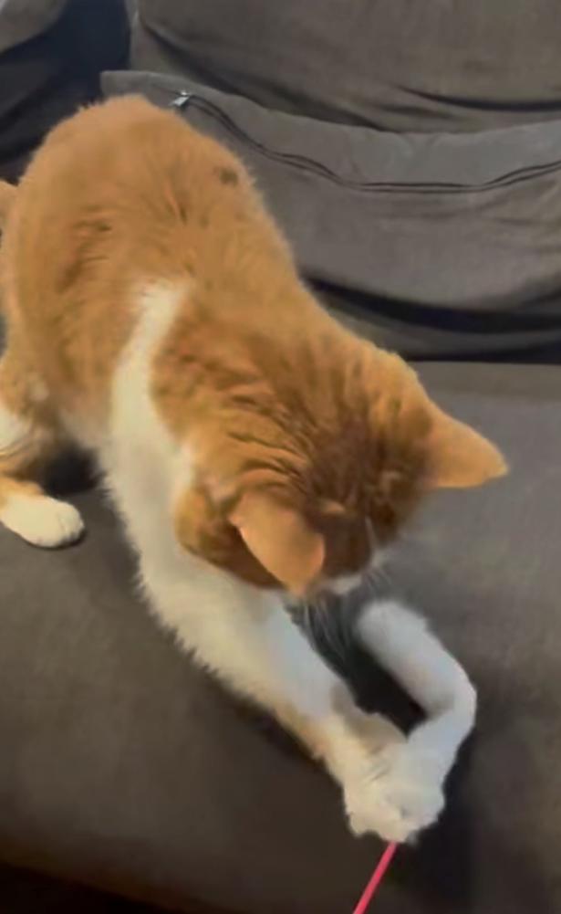 猫じゃらしをつかまえた▶開けてアピール?(⇒次へ) yukinko5963さんのInstagramより