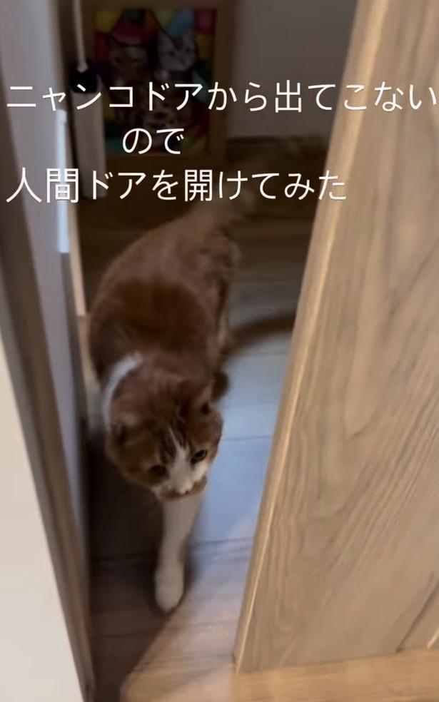 すんなり入室▶妹猫もいる(⇒次へ) yukinko5963さんのInstagramより