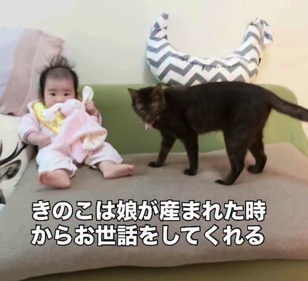 妹猫の「きのこちゃん」▶娘さんが生まれた時から一緒だった(⇒次へ) yukinko5963さんのInstagramより