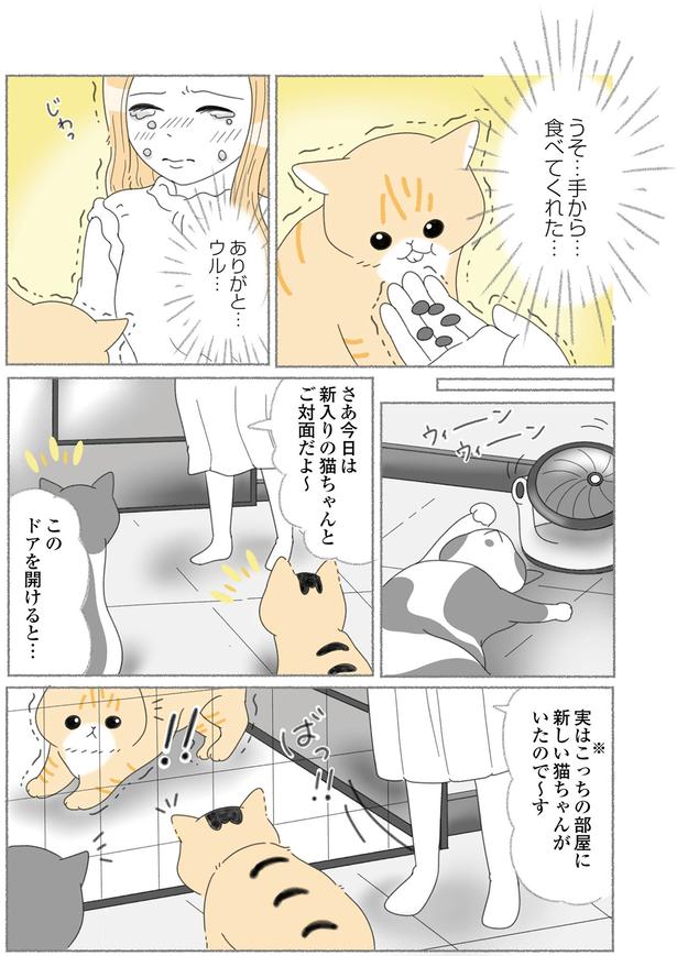 ご対面だよ～ （C）ゆきよみ、にゃんかつ／KADOKAWA