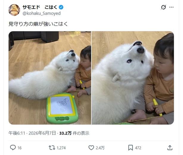 「見守り方のクセ」が話題になりました▶︎ぴったりとくっつくワンコと息子さん(⇒次へ) モエド こはく(@kohaku_Samoyed)さんのXより