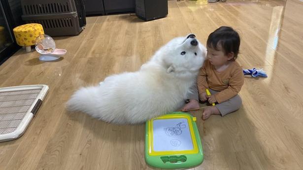 真っ白なワンコはアザラシみたいなポーズに▶︎視線の先は(⇒次へ) モエド こはく(@kohaku_Samoyed)さんのXより