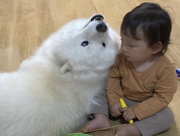 しっかりと息子さんを見守っています▶︎赤ちゃんの頃から仲良し(⇒次へ) モエド こはく(@kohaku_Samoyed)さんのXより